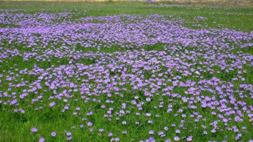 Coming upon a field of flowers is the good karma of a road trip, if you see life as I do. -- Photo by  Pat Bean