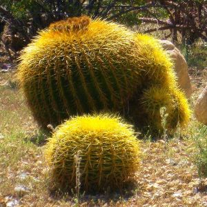 The karma from a bad deed s like touching a cactus. It surely can't feel good. -- Photo by Pat Bean 