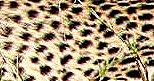 cheeta, abstract 1