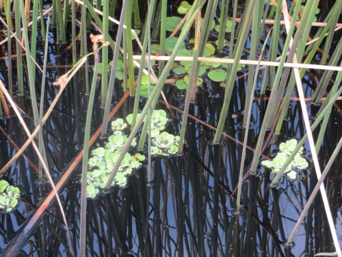 Looking down at a small pond filled with reeds and stuff at Brazoria National Wildlife Refuge. -- Photo by Pat Bean 