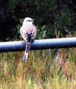 But that doesn't mean you cant see scissor-tailed flycatchers in the rain -- and you don't want to miss that. -[ Photo by Pat Bean 