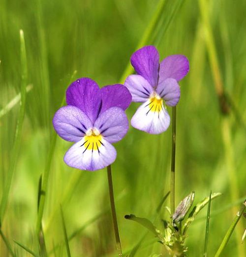 Jack jump up and kiss me plant. -- Wikimedia photo 