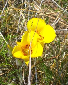 A more lively sight near the fossilized tree. -- Photo by Pat Bean 