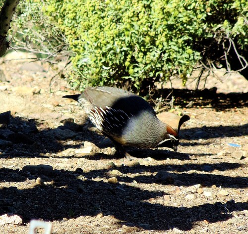 I would rather watch birds, like this Gambel quail, than television -- which is a good thing. -- Pat Bean 