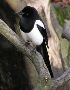 My animal totem, the black-billed magpie. -- Wikimedia photo 