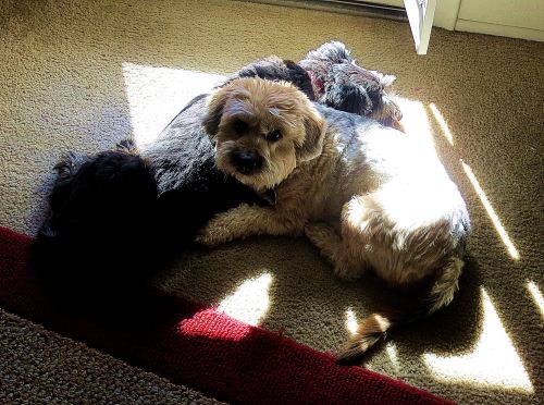 Friendship and Contentment. The two best friends,  Pepper and Dusty seem contented as they share a patch of sunshine.  -- Photo by Pat Bean 