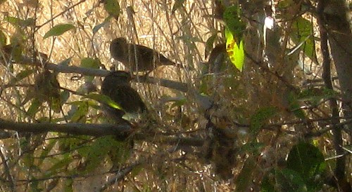 Trying to solve a computer problem is harder for than trying to identify little brown birds among foliage. -- Photo by Pat Bean 
