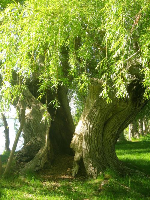 This tree with the split personalty was my favorite tree when I was a campground host at Lake Walcott State Park in Southern Idaho. -- Poto by Pat Bean