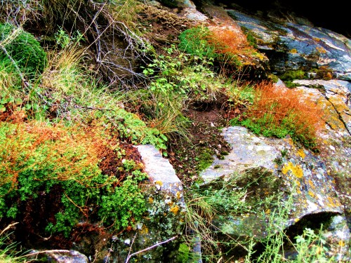 A small patch of bank beside the Gunnison River in Colorado. -- Photo by Pat Bean 