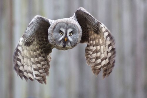 Great gray owl in flight. -- Wikimedia photo, Arne List. 