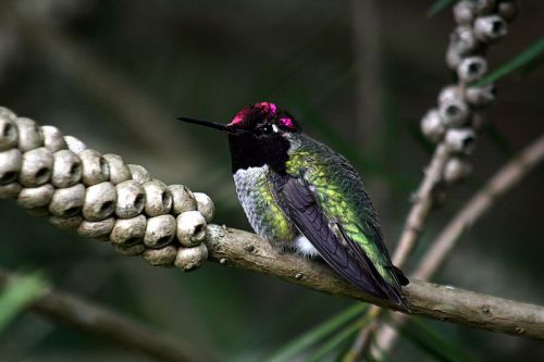 A male Anna's hummingbird. But the one I saw this morning was a less colorful female. Wikimedia photo, Brocken Inaglory 