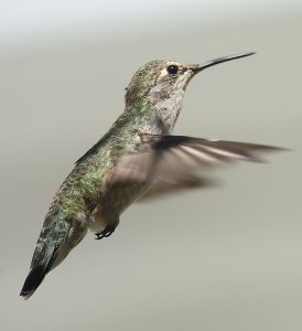 Female Anna's hummingbird. -- Wikimedia photo 
