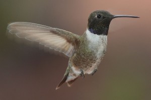 Black-chinned hummingbird -- Wikimedia photo 