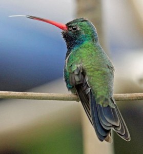 Broad-billed Hummingbird at the San Diego Zoo. -- Wikimedia photo 