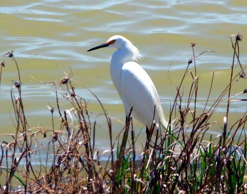 A snowy egret at the Bear River Migratory Bird Refuge in Northern Utah. -- Photo by Pat Bean 