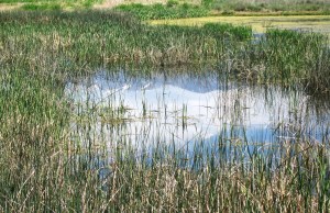 This pond captured images of the Wasatch Mountains and the clouds above them. I love it. -- Photo by Pat Bean 