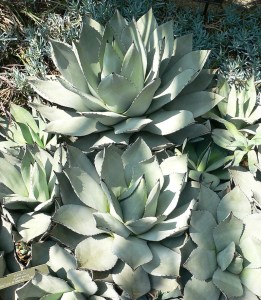 And this is what the plant looks like before it shoots up a stalk. -- Wikimedia photo 