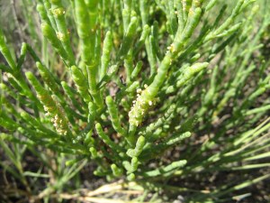 Pickleweed. I remember how thrilled I was when I saw the tiny beginning of this plant in a place desolate of greenery. 