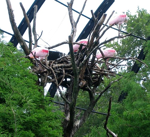 Roseate spoonbills in the World Fair's Aviary at the St. Louis Zoo.  -- Photo by Pat Bean 