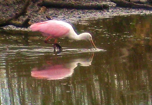 Roseate spoonbill at Brazos Bend National Park 
