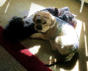 And here they are sharing a spot of sun. I think I would be lonely without my Pepper, and perhaps she would be lonely too if she didn't see Dusty almost every day. -- Photo by Pat Bean