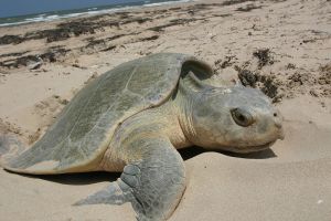 A Ridley sea turtle laying her eyes on a Texas Gulf Coast beach. -- National Park Service photo. 