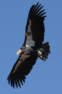 And I can write about my experience of seeing California condors flying free  over Zion National Park, and all the times I wrote about them when I was a reporter. -- Wikimedia phoot by Phil Armitage. 