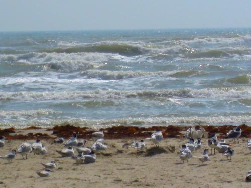 Laughing gulls on Mustang Island on the Texas Gulf Coast, not too far from where Ridley sea turtles have nested. -- Photo by Pat Bean 