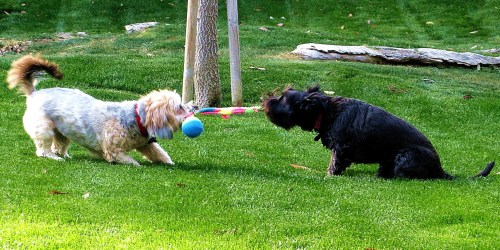 That's my canine companion Pepper on the right playing tug of war with her best forever girlfriend Dusty. -- Photo by Pat Bean 