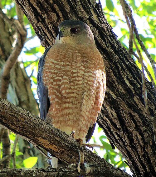 I'm grateful that this Cooper's hawk didn't fly off before I could take this photo. -- Photo by Pat Bean