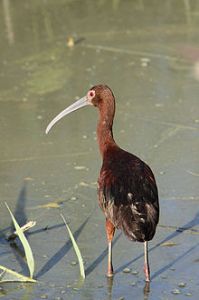 A white-faced ibis was the first bird on my Alaska trip birding list.