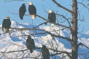 Bald Eagles near Haines ... Wikimedia photo