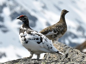 Rock ptarmigan were on of the more commonly seen birds while I was in Alaska. I also saw a willow ptarmigan with is Alaska's state bird. Wikimedia photo